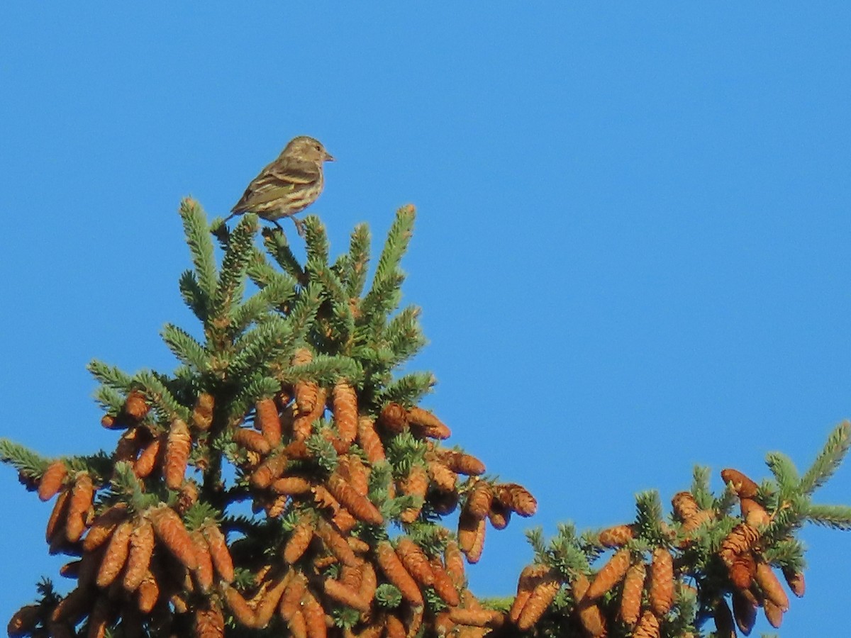 Pine Siskin - ML623080336