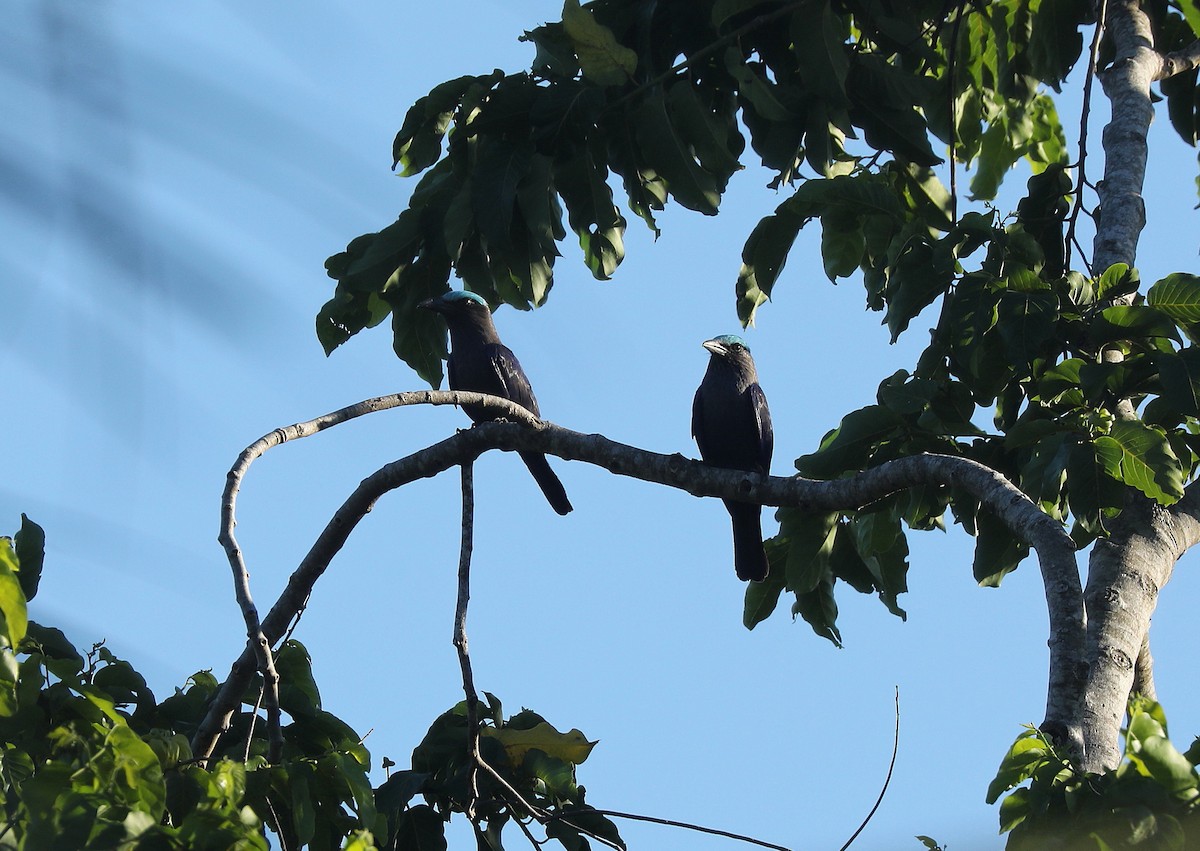 Purple-winged Roller - ML623080353