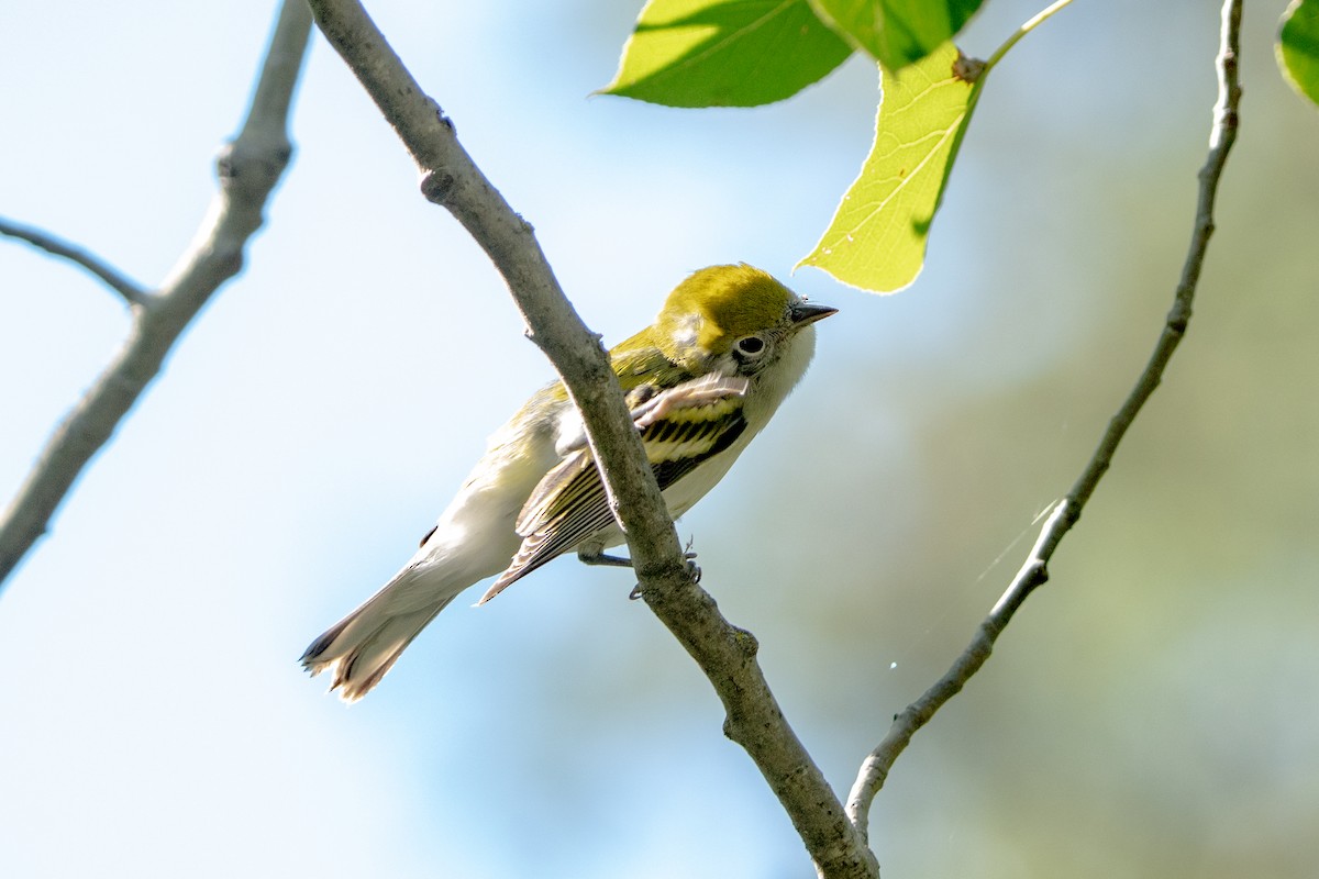 Chestnut-sided Warbler - ML623080396
