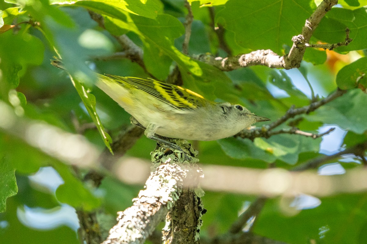 Chestnut-sided Warbler - ML623080397