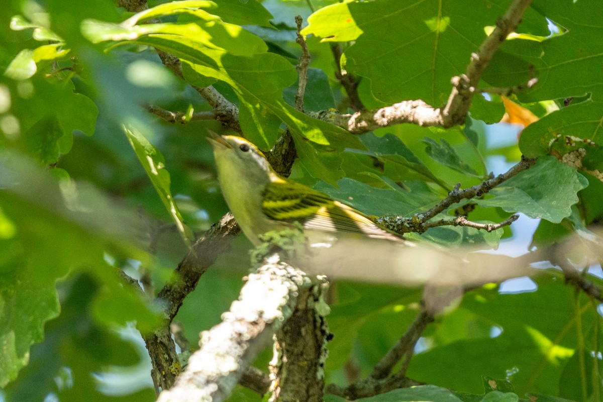 Chestnut-sided Warbler - ML623080399