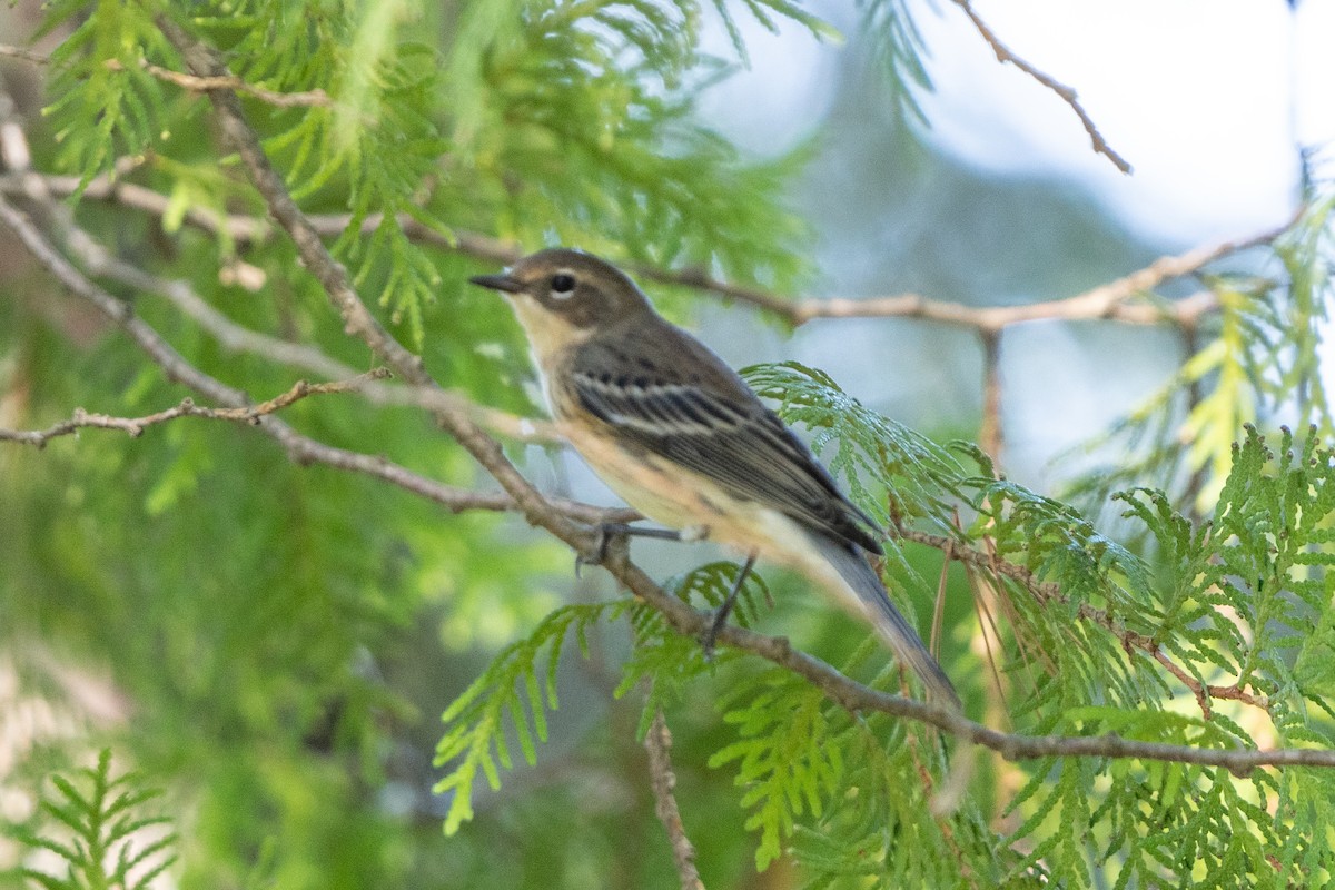 Yellow-rumped Warbler - ML623080425