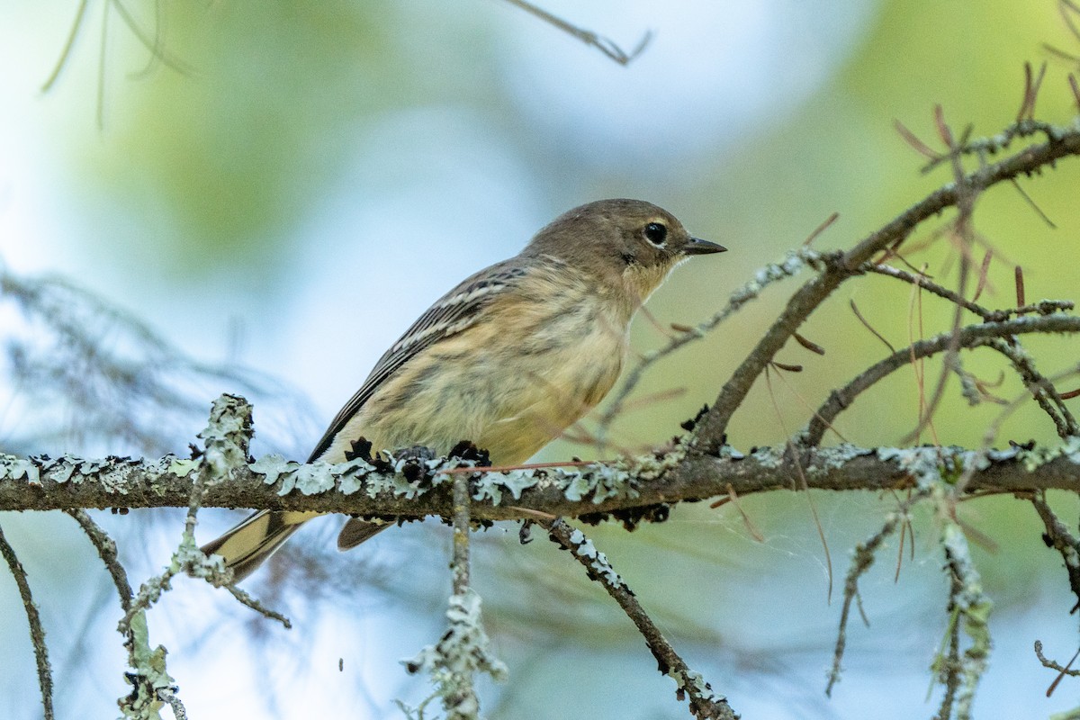 Yellow-rumped Warbler - ML623080426
