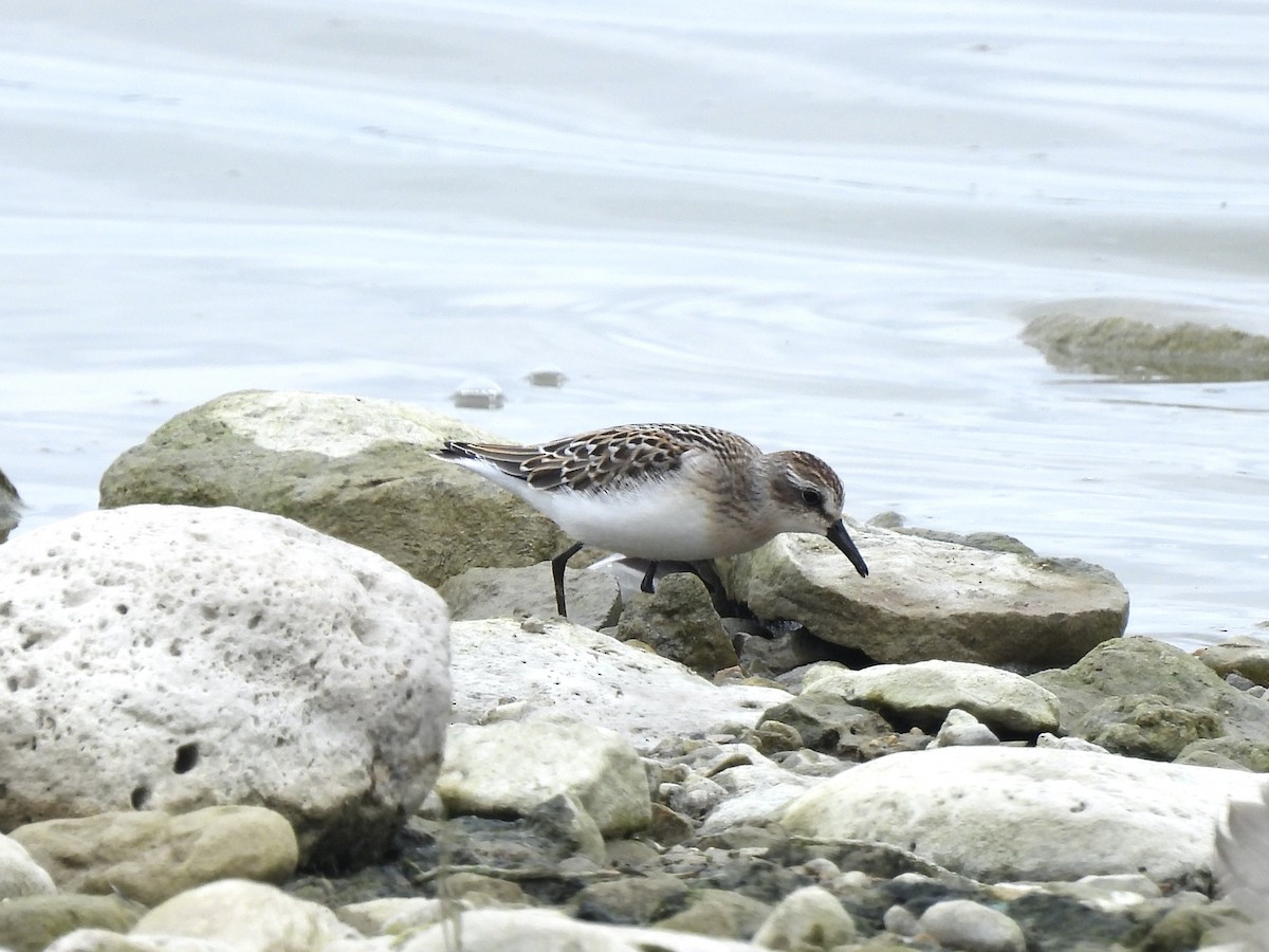 Semipalmated Sandpiper - ML623080429