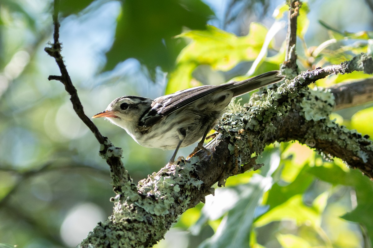 Black-and-white Warbler - ML623080437