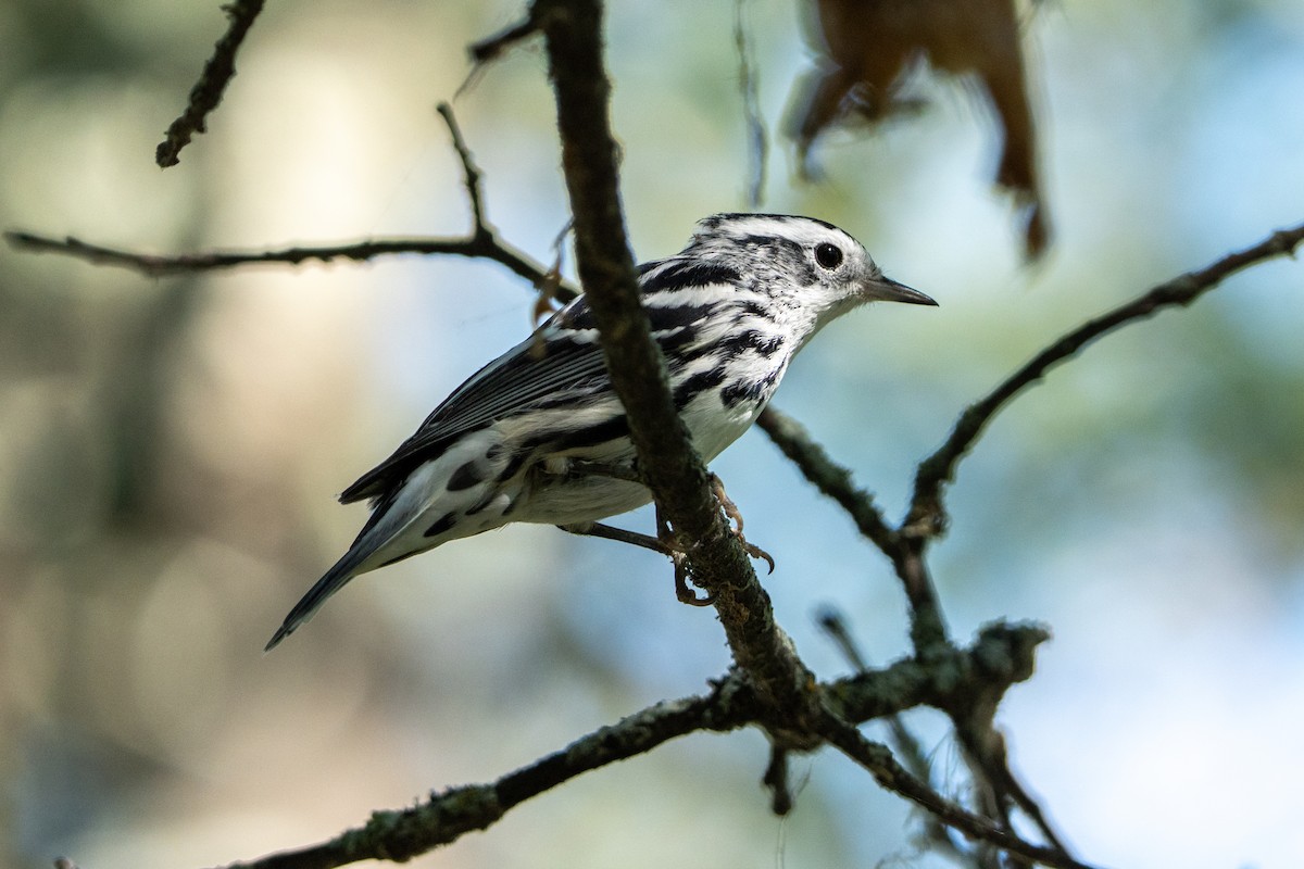 Black-and-white Warbler - ML623080438