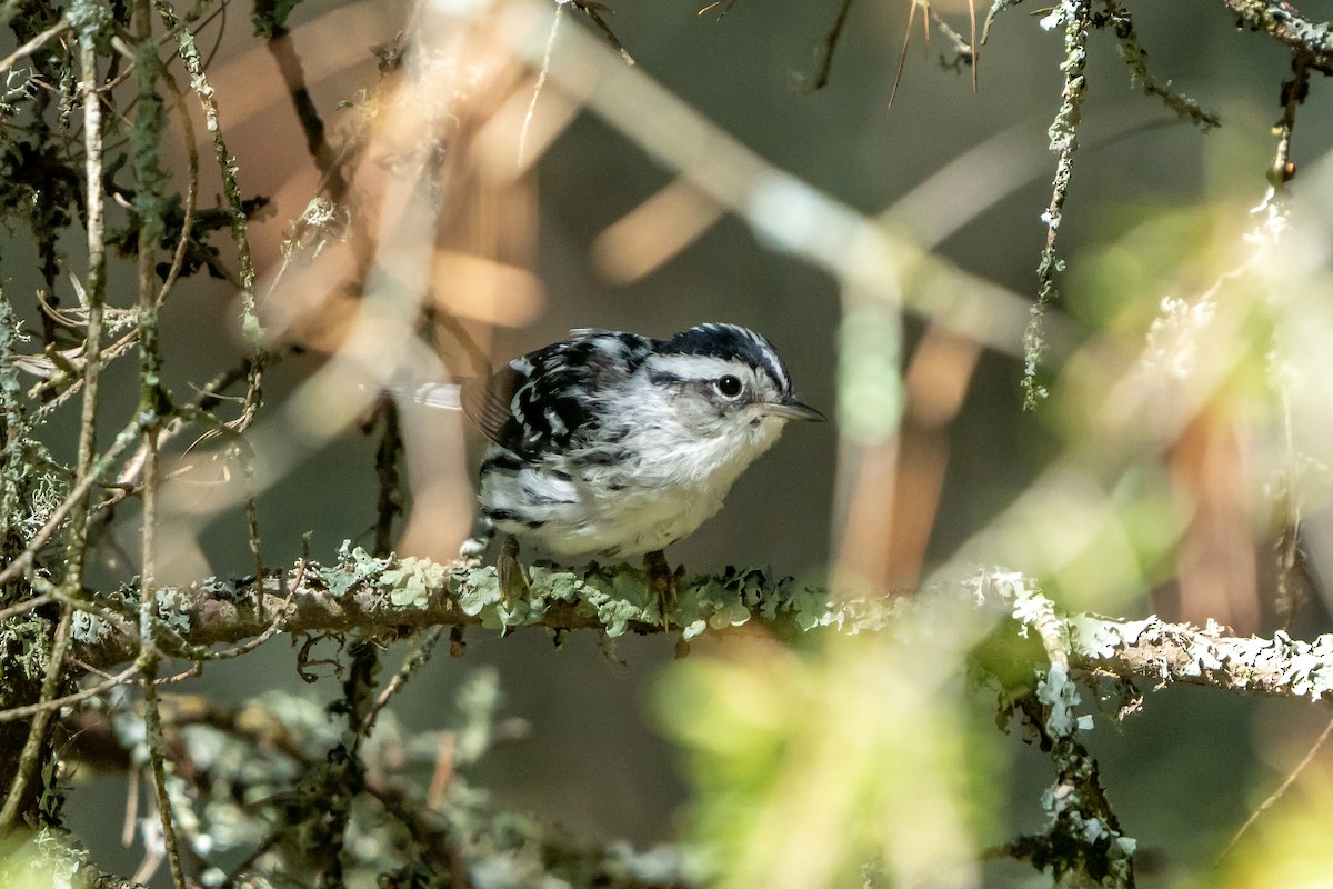 Black-and-white Warbler - ML623080443