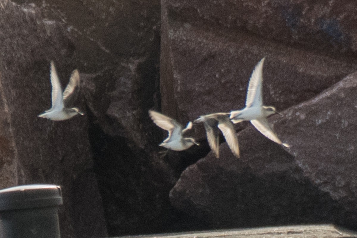 Semipalmated Sandpiper - Dan Lory