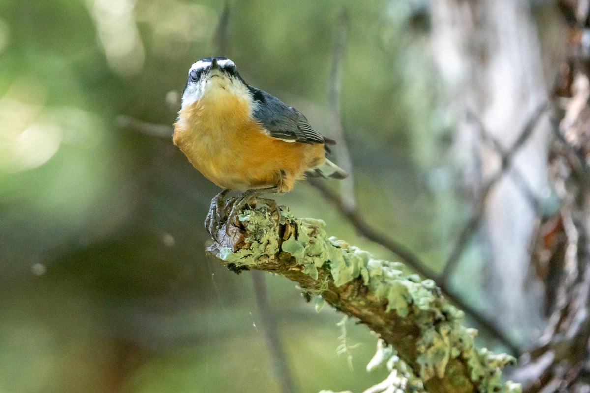 Red-breasted Nuthatch - ML623080461