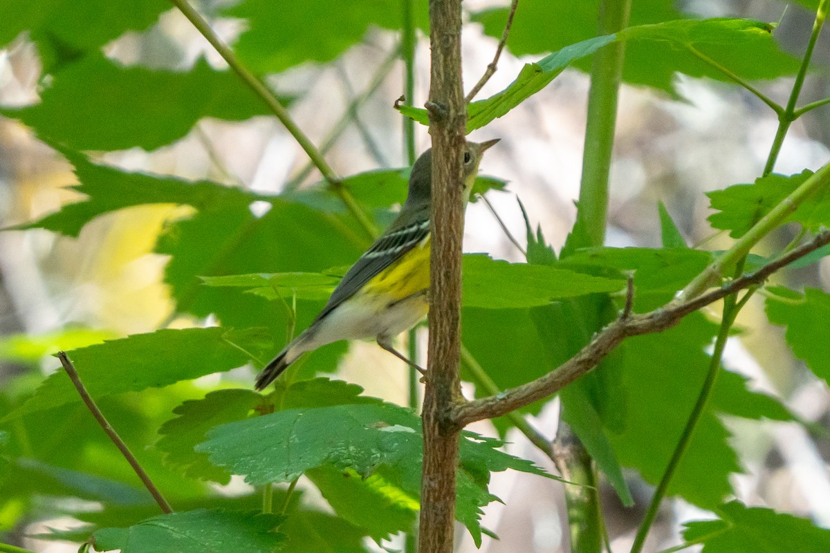 Magnolia Warbler - ML623080470