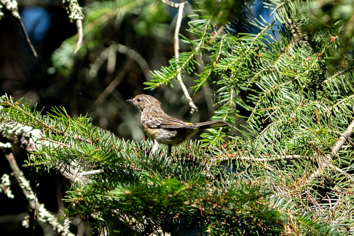 Yellow-rumped Warbler - ML623080477