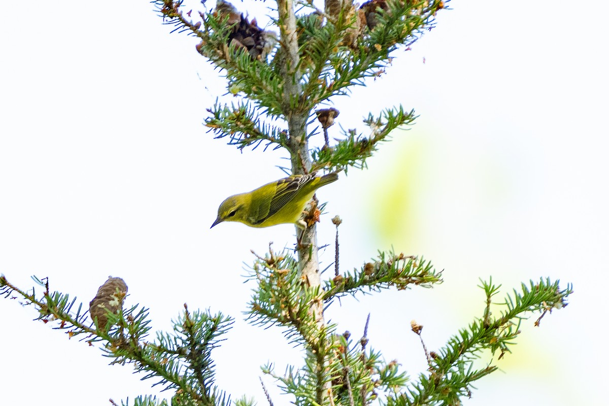 Tennessee Warbler - ML623080484