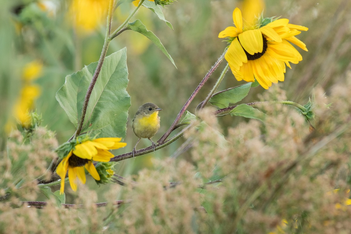 Common Yellowthroat - ML623080489