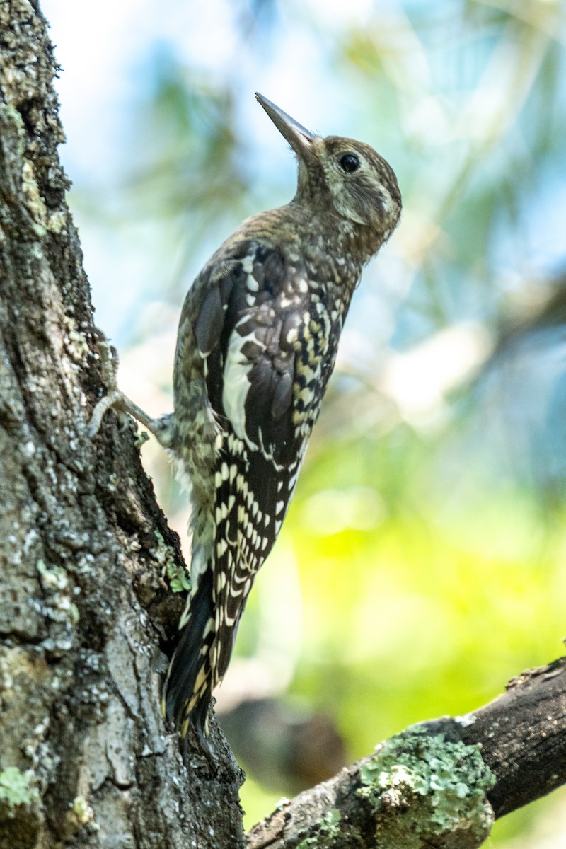 Yellow-bellied Sapsucker - ML623080501