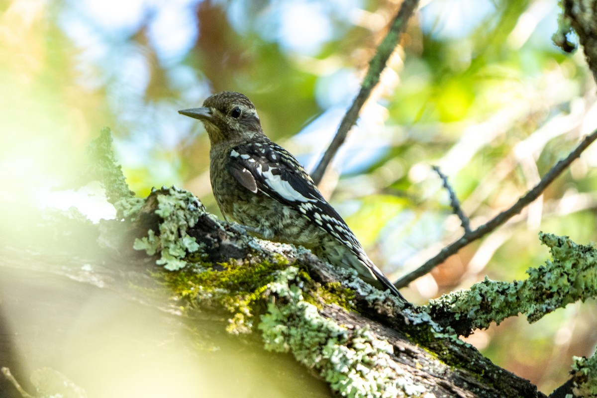 Yellow-bellied Sapsucker - ML623080502