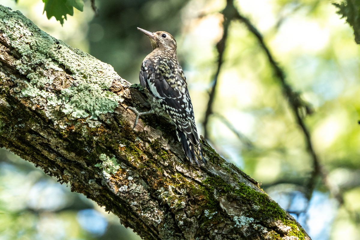 Yellow-bellied Sapsucker - ML623080503