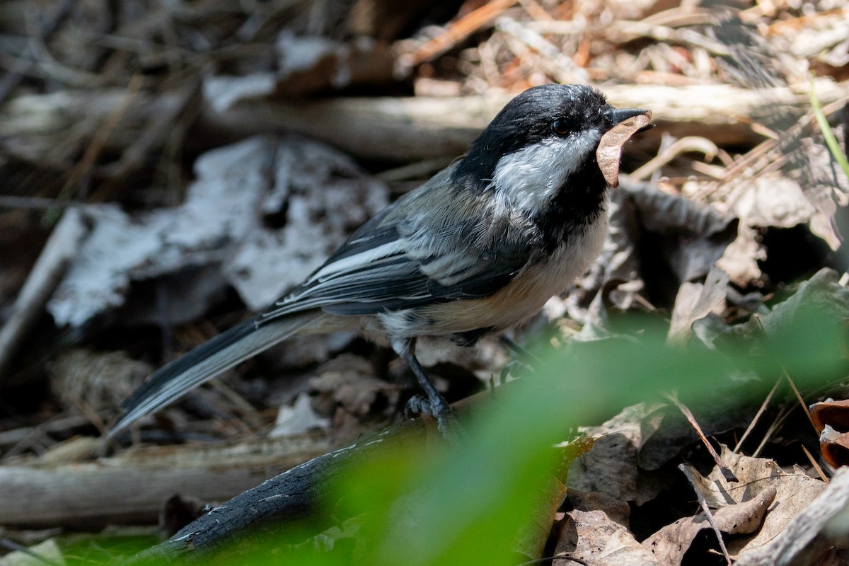 Black-capped Chickadee - ML623080511