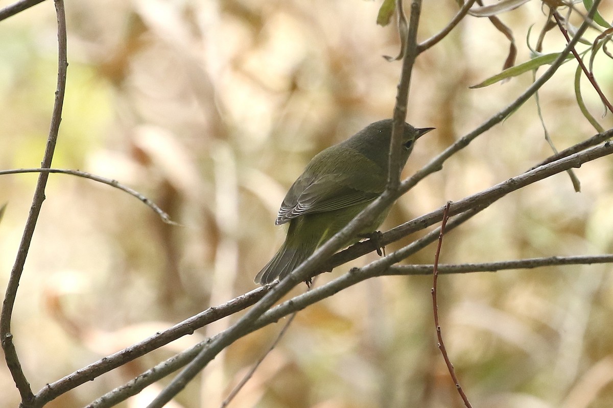 Orange-crowned Warbler - ML623080676