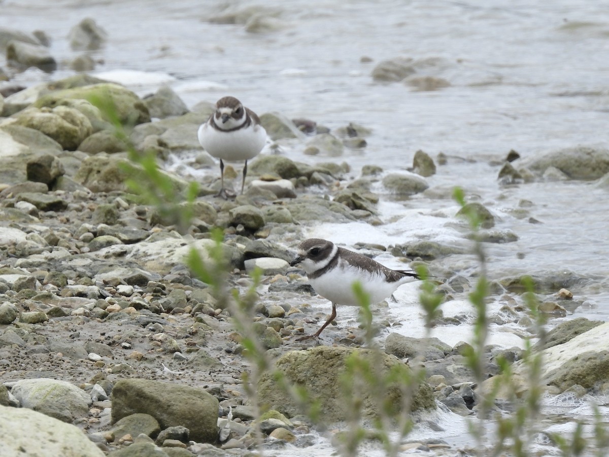 Semipalmated Plover - ML623080795