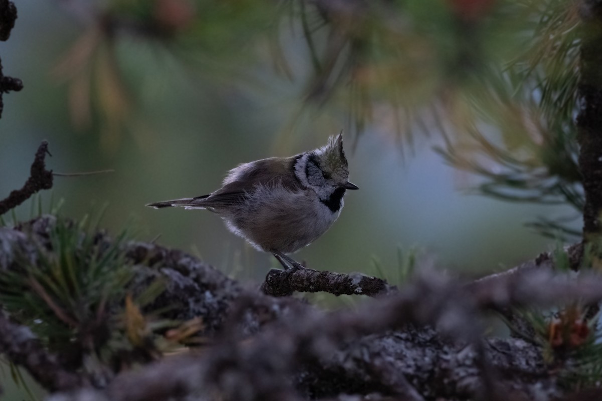 Crested Tit - ML623080875