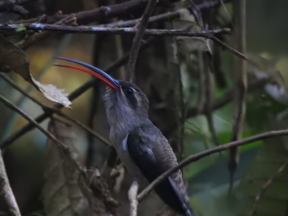 Great-billed Hermit - ML623080928