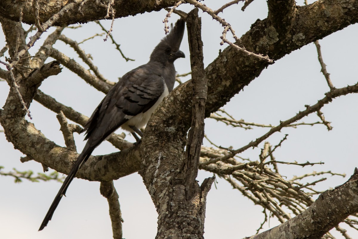 White-bellied Go-away-bird - ML623080954