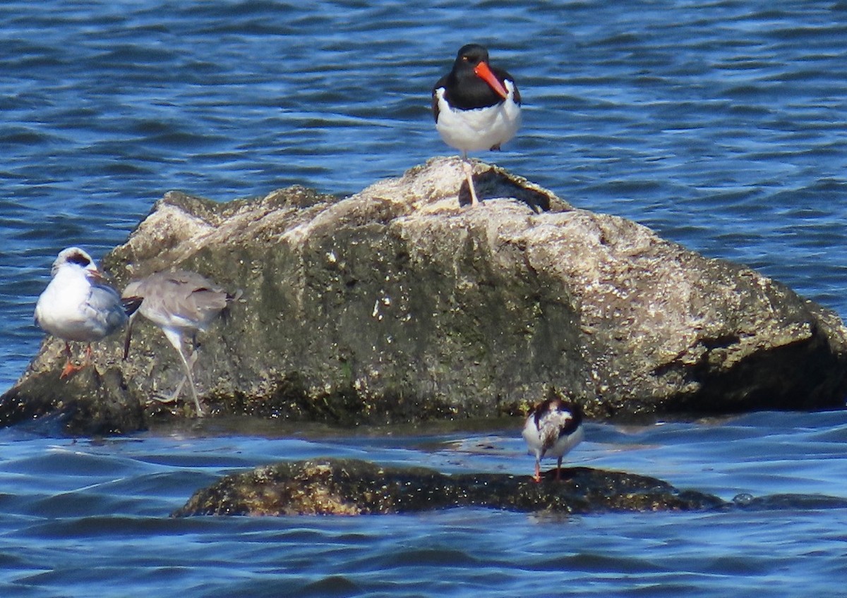 American Oystercatcher - ML623081008