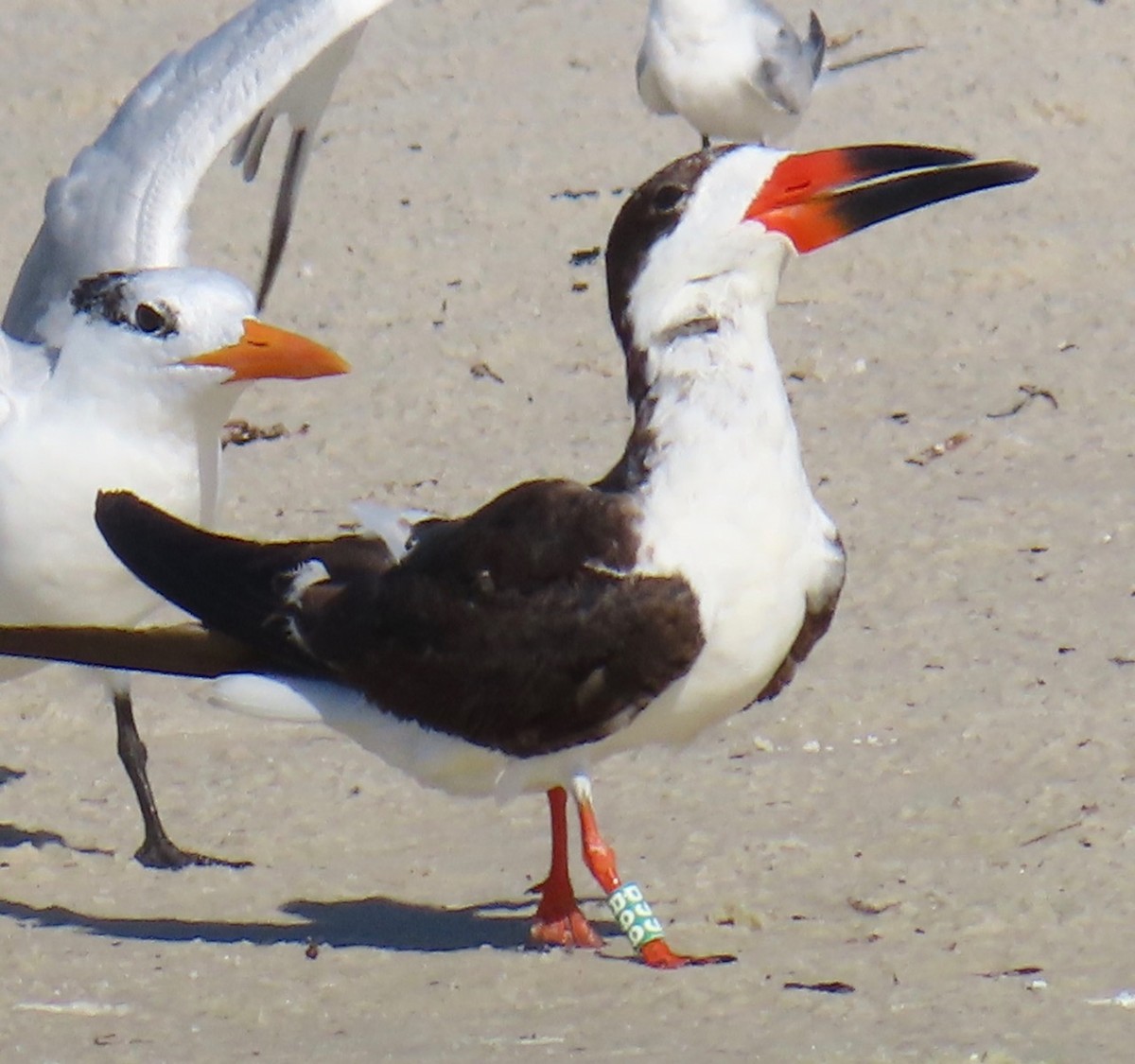 Black Skimmer - ML623081021