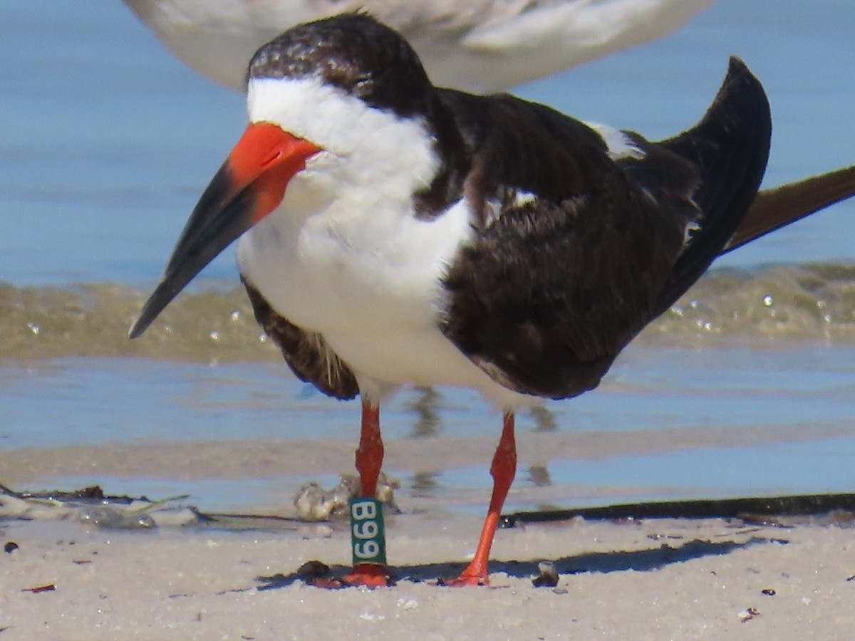 Black Skimmer - ML623081022