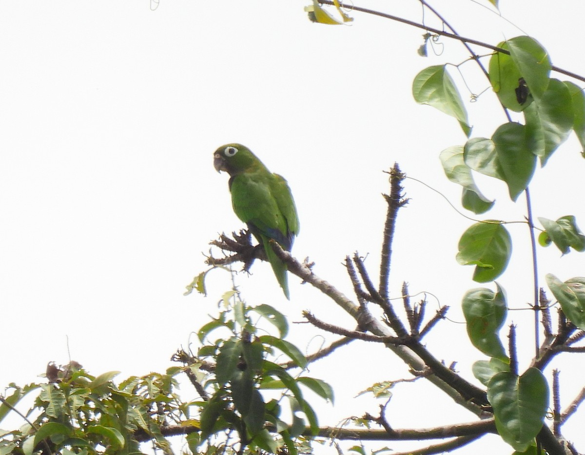 Conure naine - ML623081026