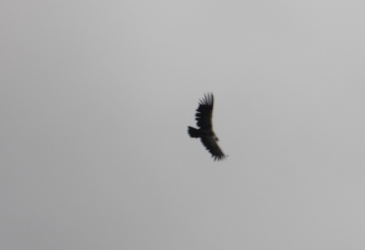 Andean Condor - ML623081035