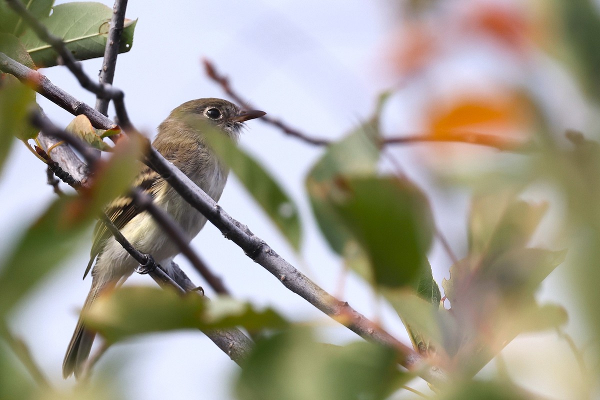 Mosquero Mínimo - ML623081073