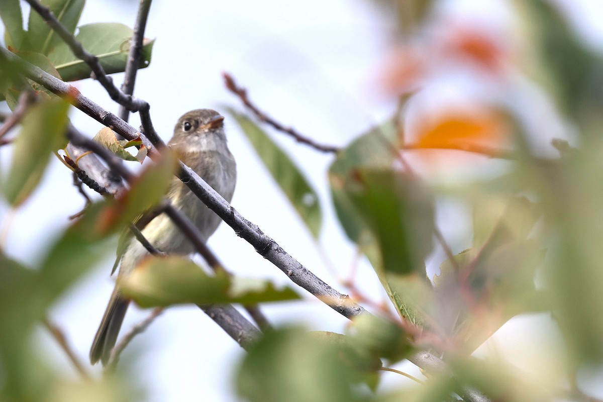 Least Flycatcher - JOEL STEPHENS