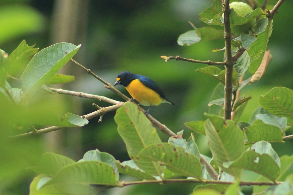 White-vented Euphonia - ML623081080