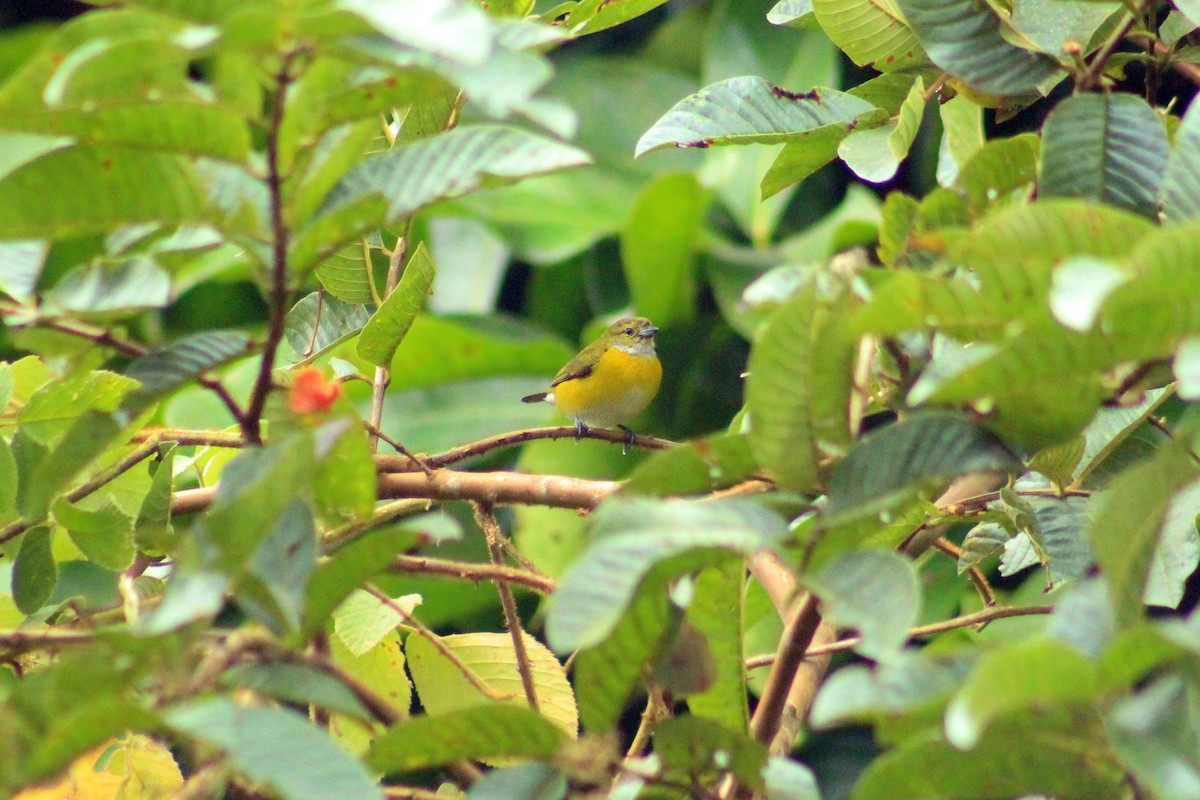 White-vented Euphonia - ML623081081