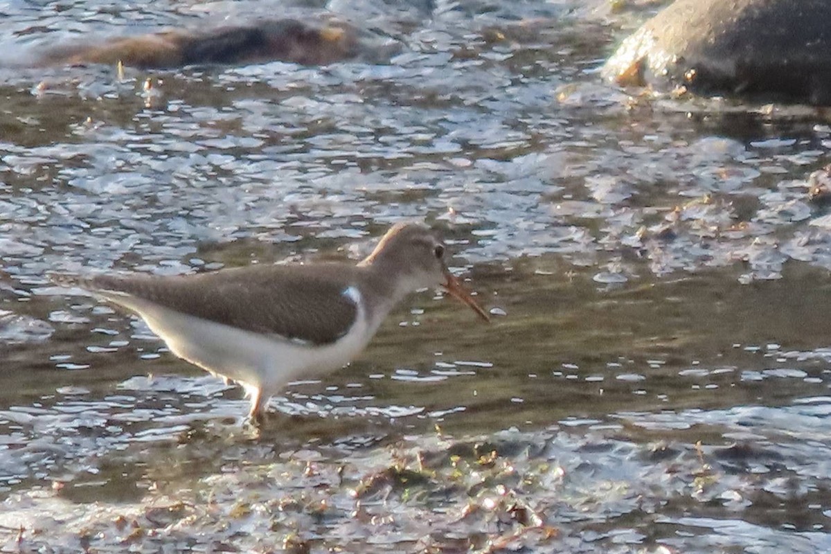 Common Sandpiper - Rosa Benito Madariaga