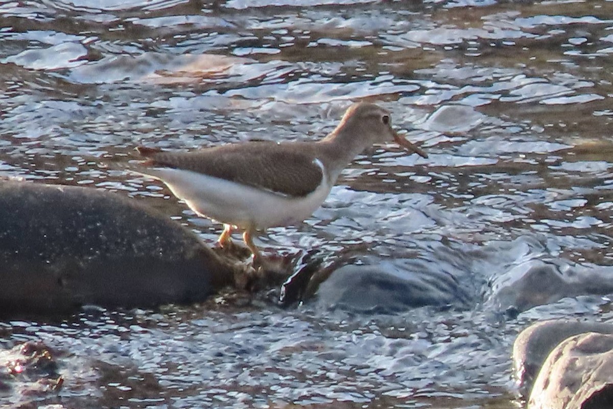 Common Sandpiper - Rosa Benito Madariaga