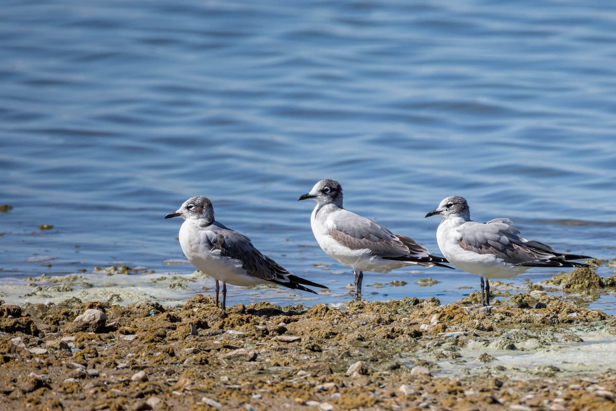 Franklin's Gull - ML623081102