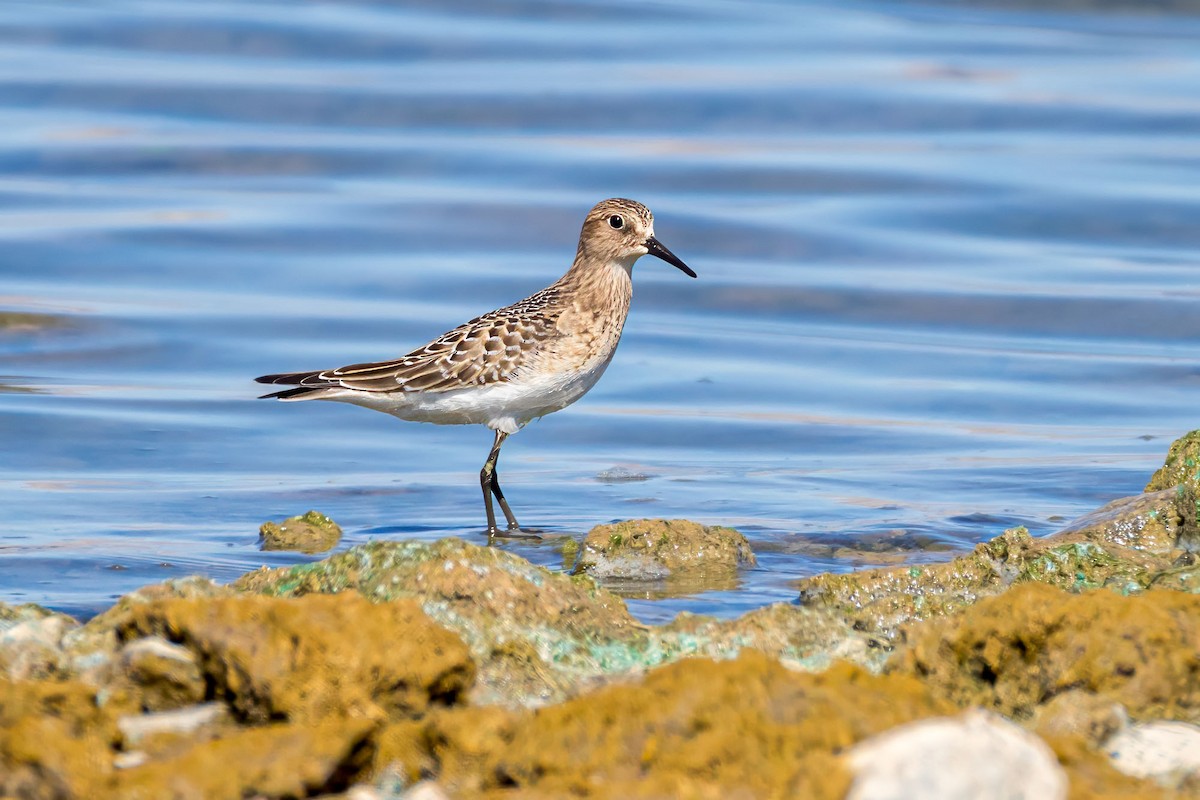 Baird's Sandpiper - ML623081119