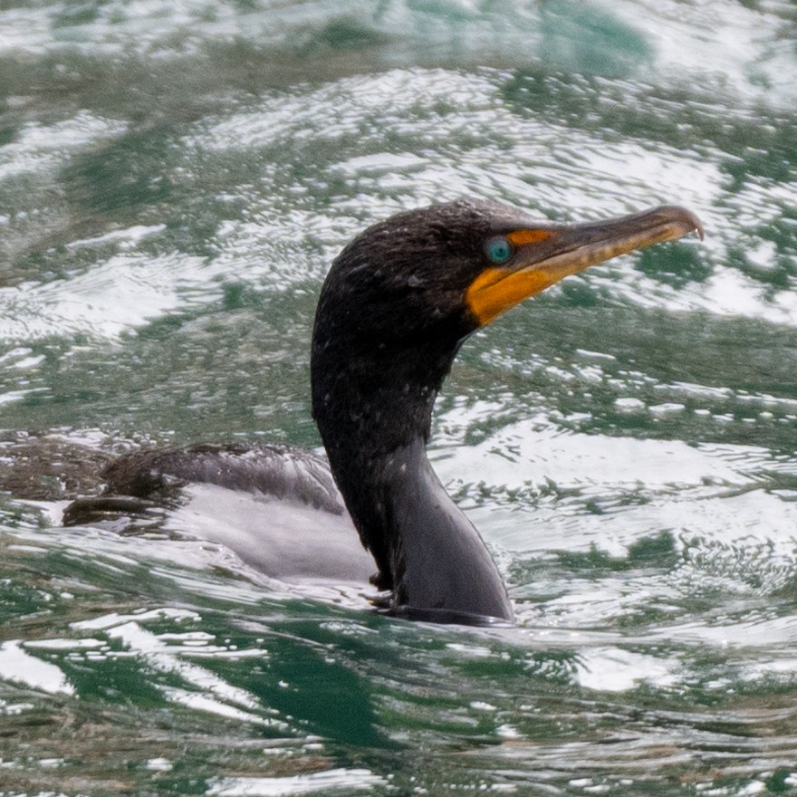 Double-crested Cormorant - ML623081136