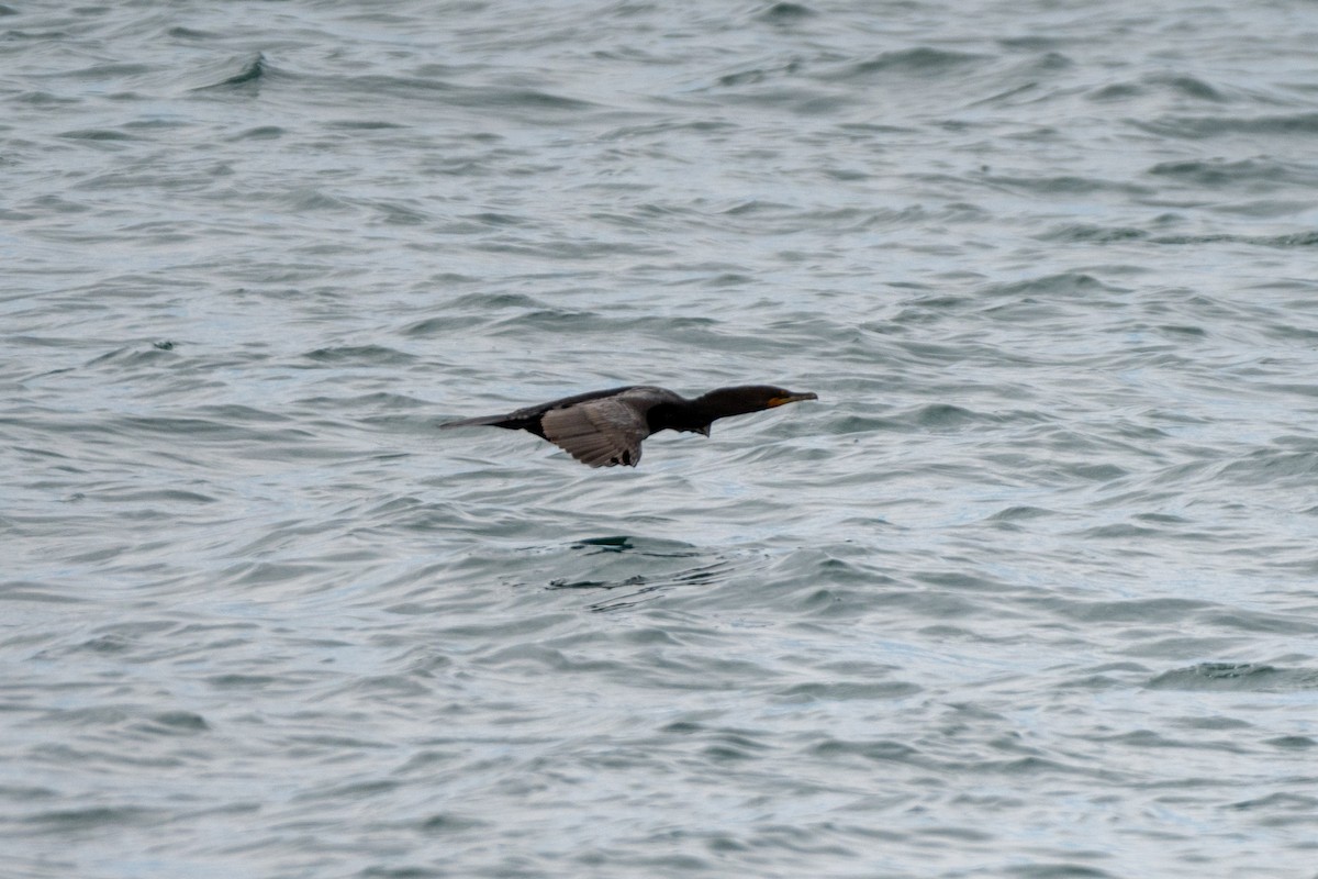 Double-crested Cormorant - ML623081137