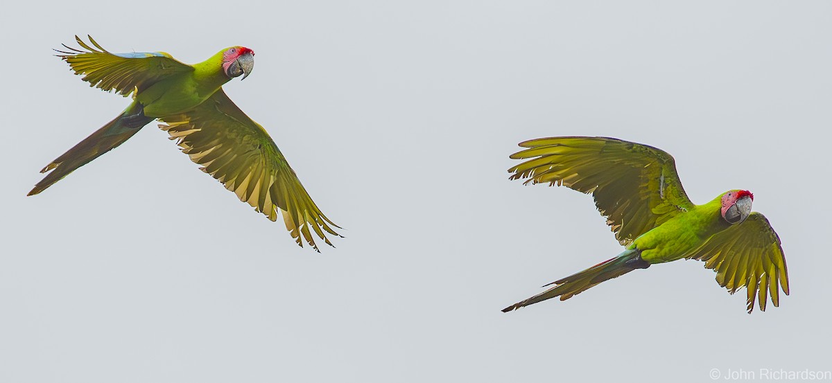 Great Green Macaw - ML623081141