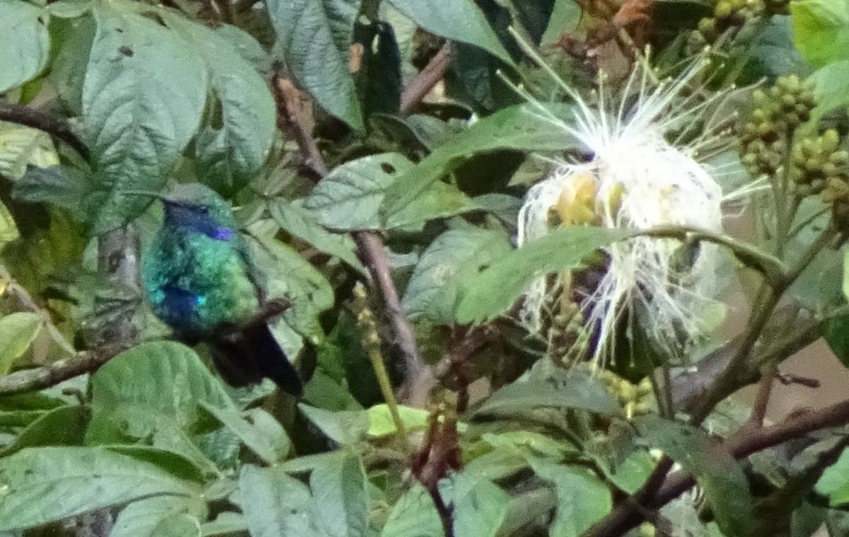 Colibrí Oreja Violeta Menor - ML623081241