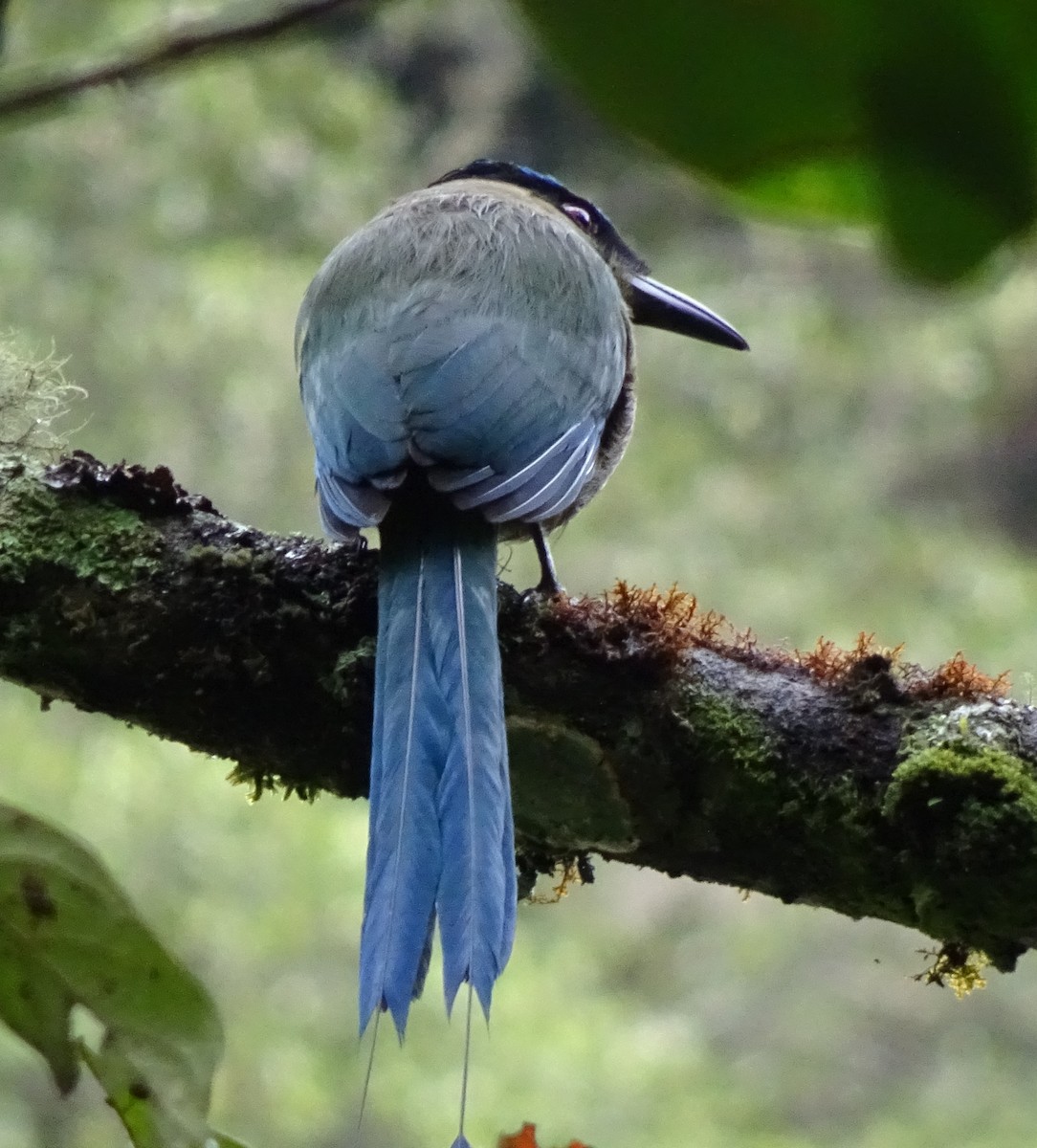 Andean Motmot - ML623081262