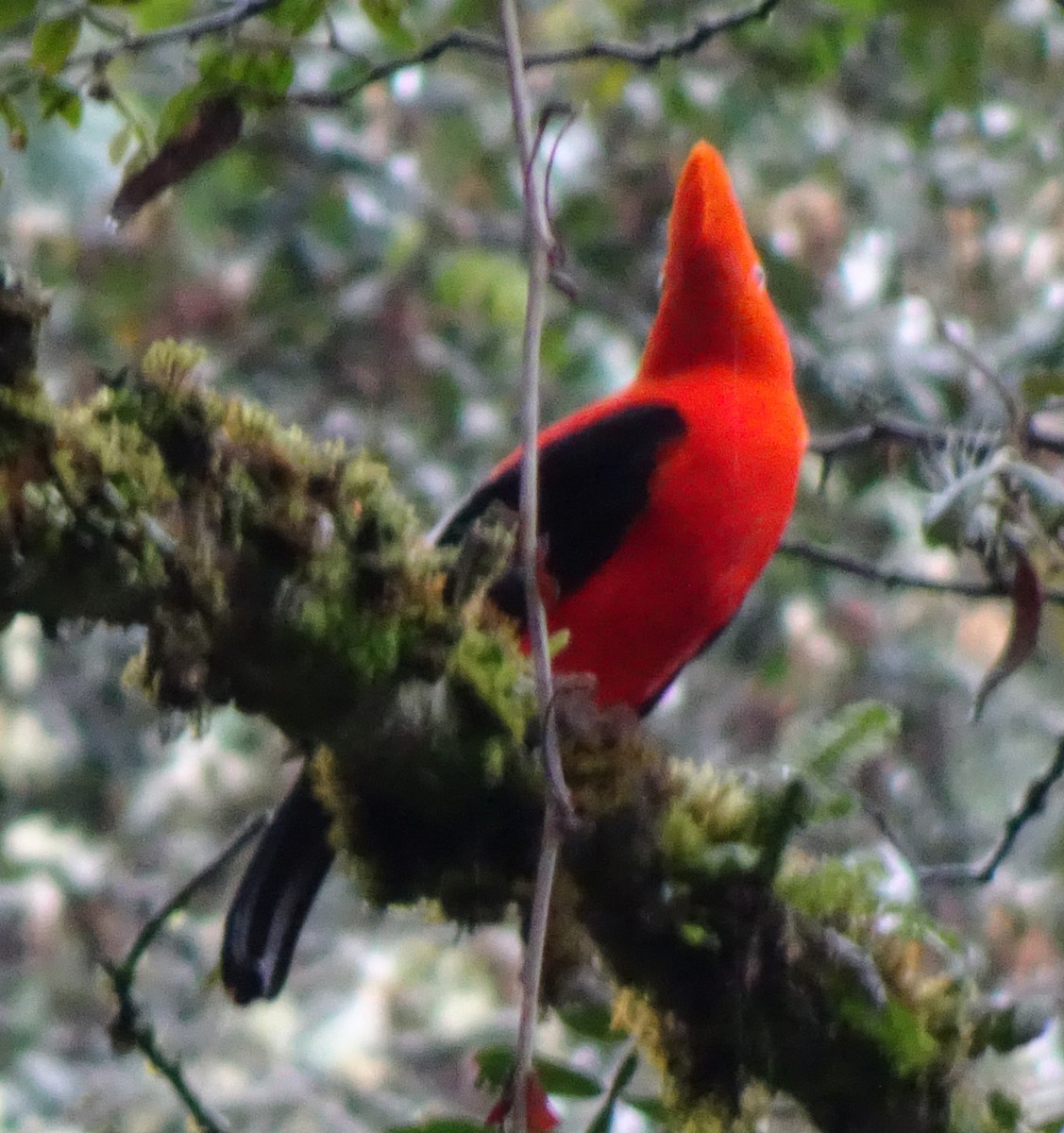 Andean Cock-of-the-rock - ML623081272