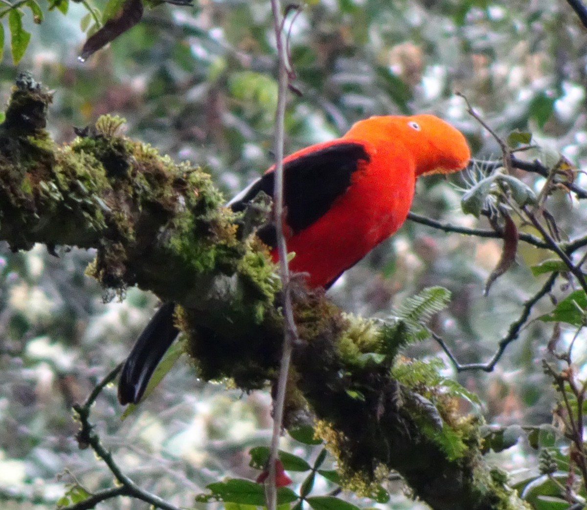 Andean Cock-of-the-rock - ML623081273