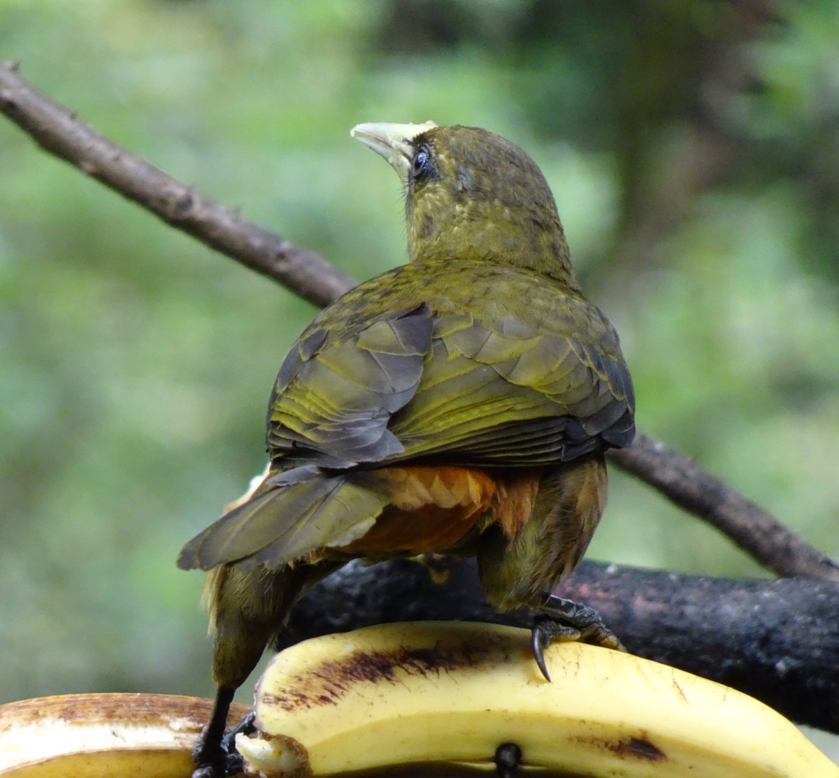 Dusky-green Oropendola - ML623081279