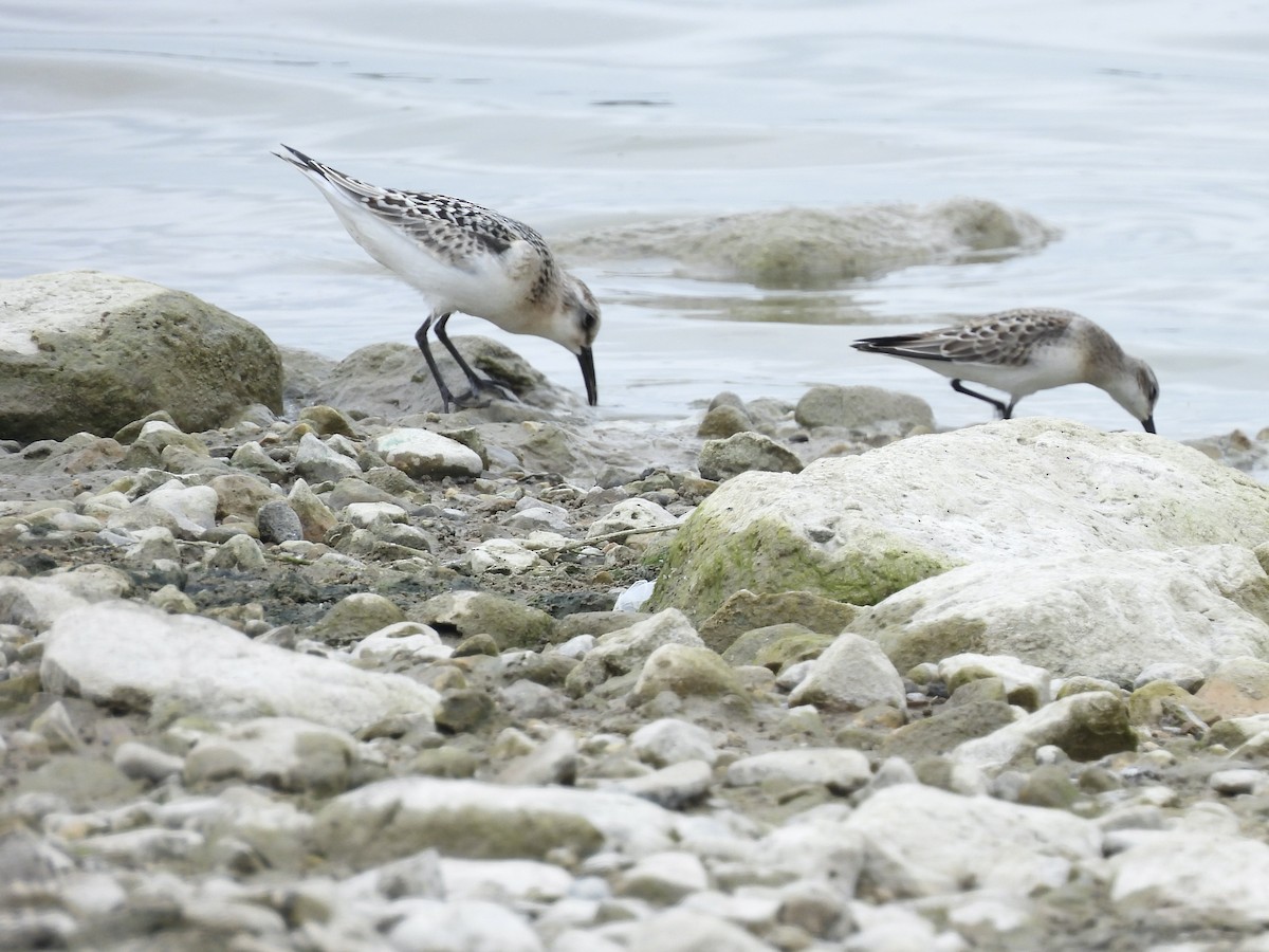 Sanderling - ML623081303