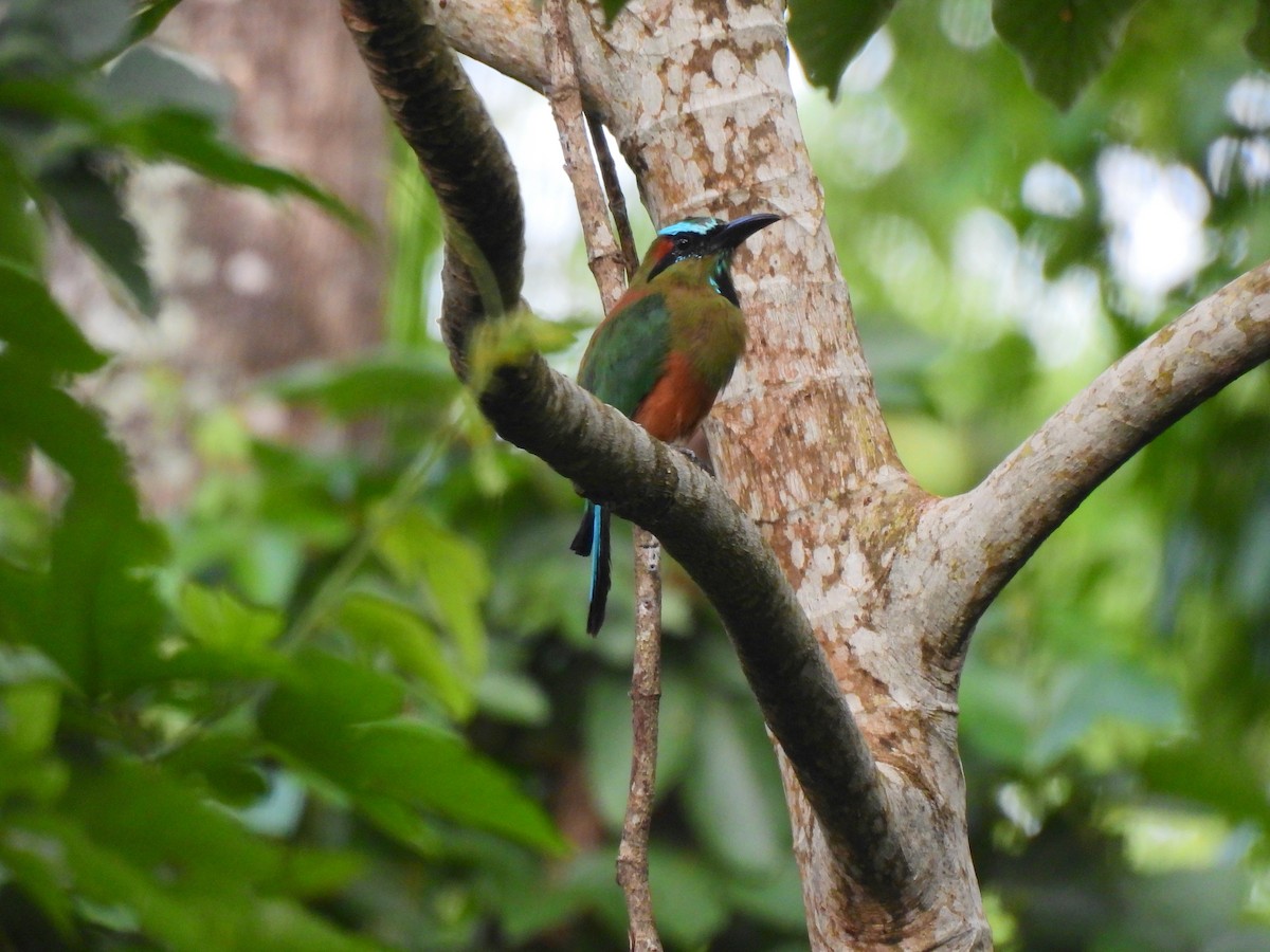 Turquoise-browed Motmot - Duane Morse