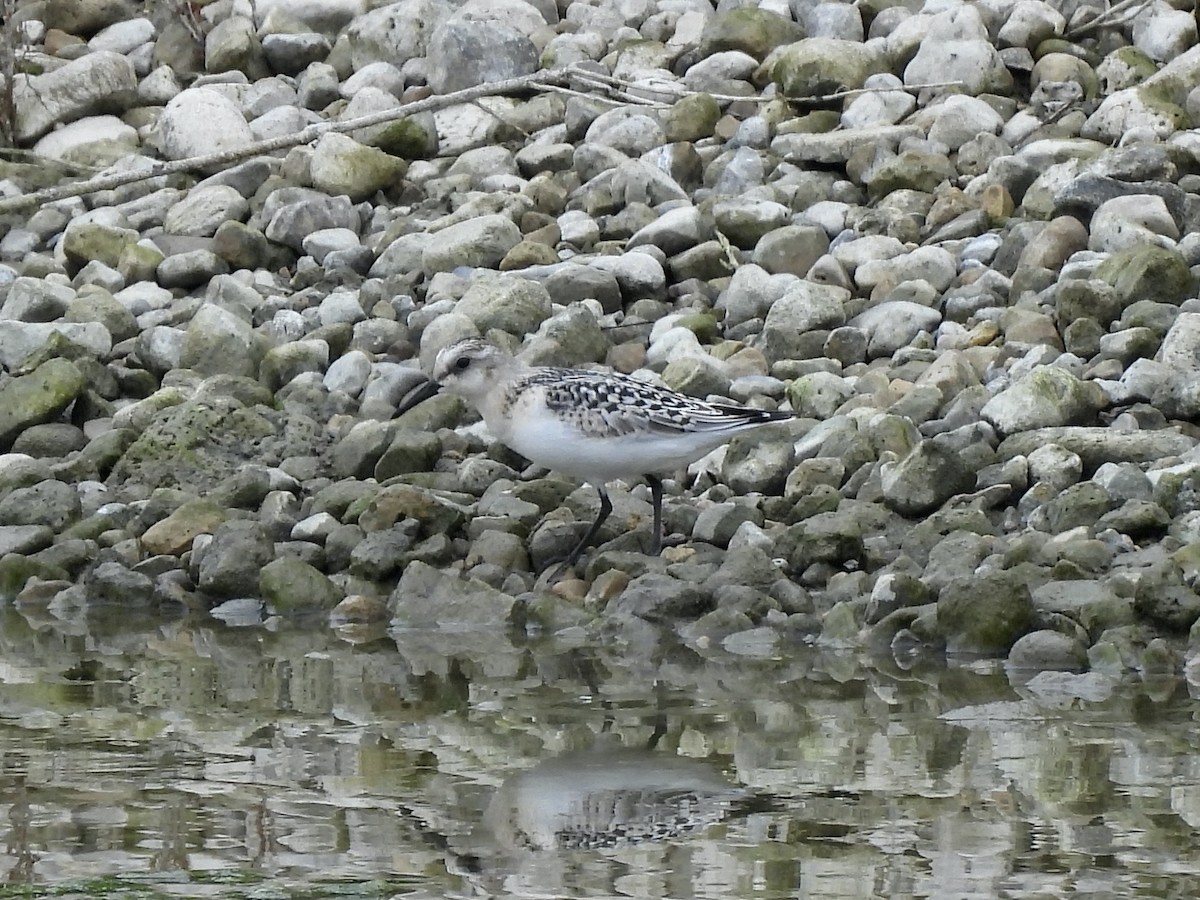 Sanderling - ML623081309